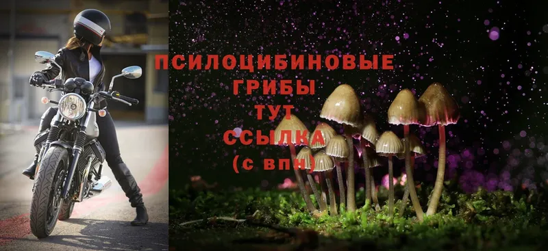 Псилоцибиновые грибы Magic Shrooms  Шумерля 